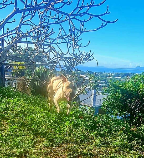 Rio, un grand coeur sur pattes