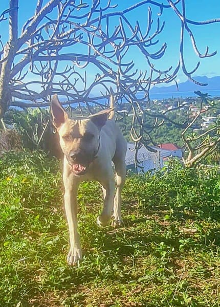 Rio, un grand coeur sur pattes