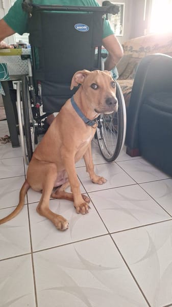 Barton, mâle croisé berger, né le 15/06/2025