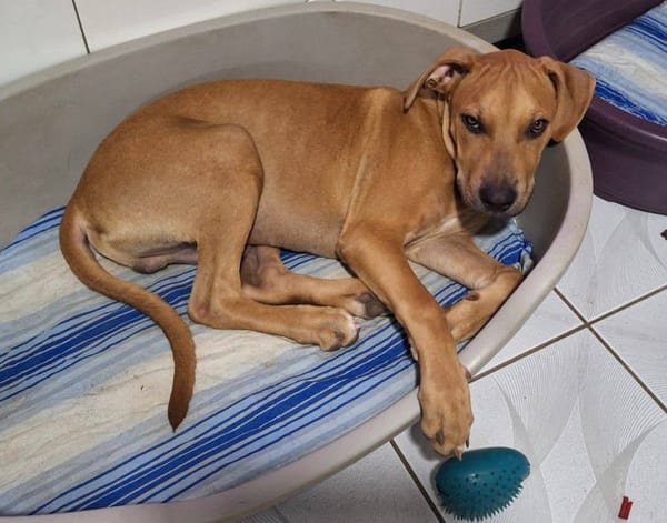 Barton, mâle croisé berger, né le 15/06/2025