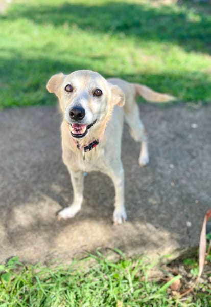 Belcha, femelle X créole née le 01/03/2013