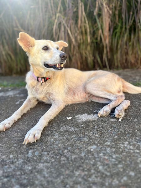 Belcha, femelle X créole née le 01/03/2013