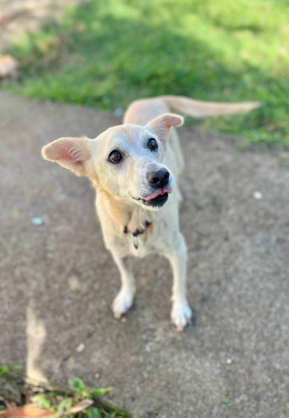 Belcha, femelle X créole née le 01/03/2013