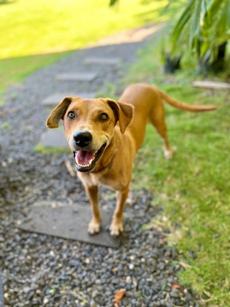 Bonny, femelle X berger, née le 28/11/2024