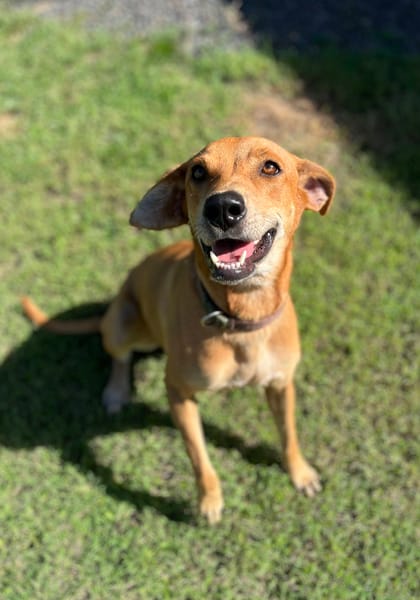 Bonny, femelle X berger, née le 28/11/2024