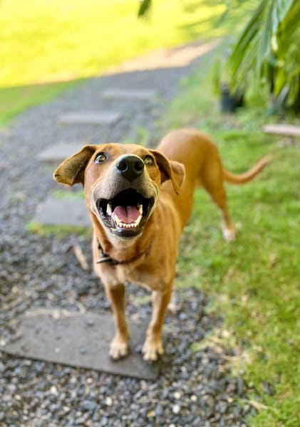 Bonny, femelle X berger, née le 28/11/2024