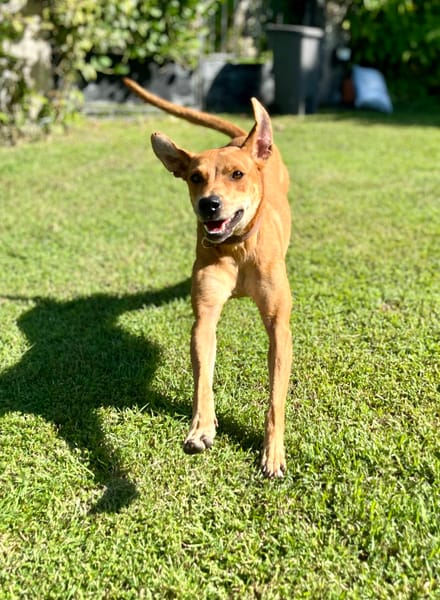 Bonny, femelle X berger, née le 28/11/2024