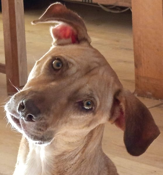 Fifi, mâle croisé berger, né le 15/06/2022 🐶