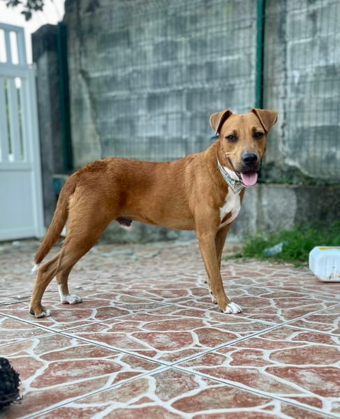 Frisky, mâle X croisé berger , né le 01/04/2025