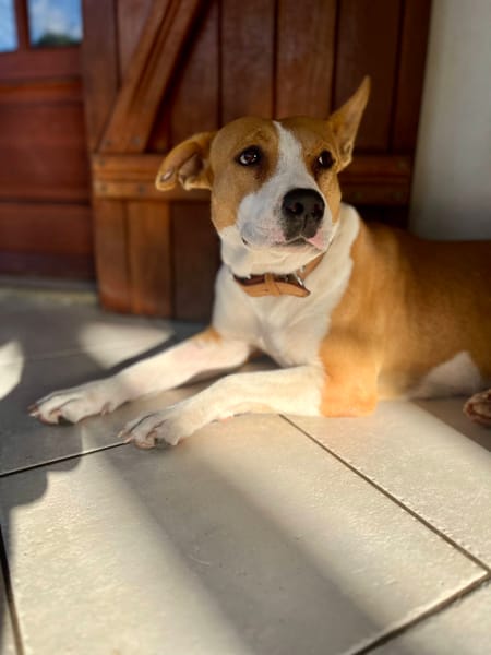 Lizzie, femelle berger, née le 14/04/2024