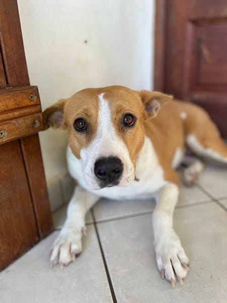 Lizzie, femelle berger, née le 14/04/2024