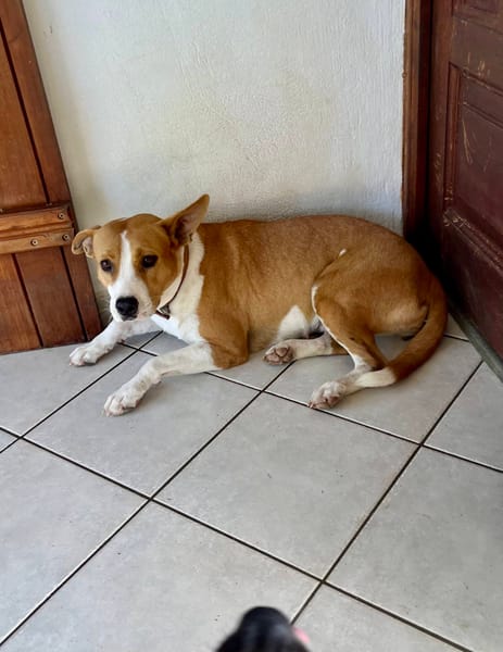 Lizzie, femelle berger, née le 14/04/2024