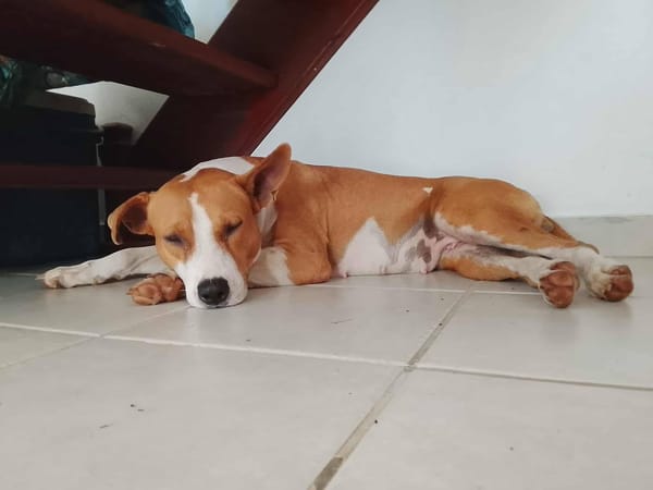 Lizzie, femelle berger, née le 14/04/2024