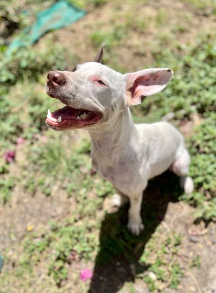 Neo, mâle croisé berger, né le 01/01/2025 🐶