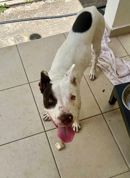 Neo, mâle croisé berger, né le 01/01/2025 🐶