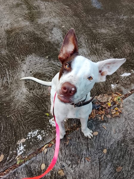 Neo, mâle croisé berger, né le 01/01/2025 🐶