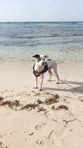 Neo, mâle croisé berger, né le 01/01/2025 🐶