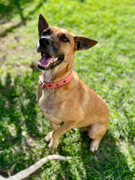 Oona, femelle croisée chien de berger belge, née le 01/07/2024