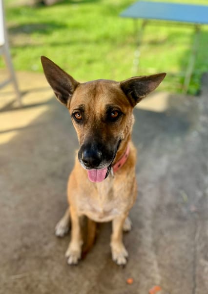 Oona, femelle croisée chien de berger belge, née le 01/07/2024