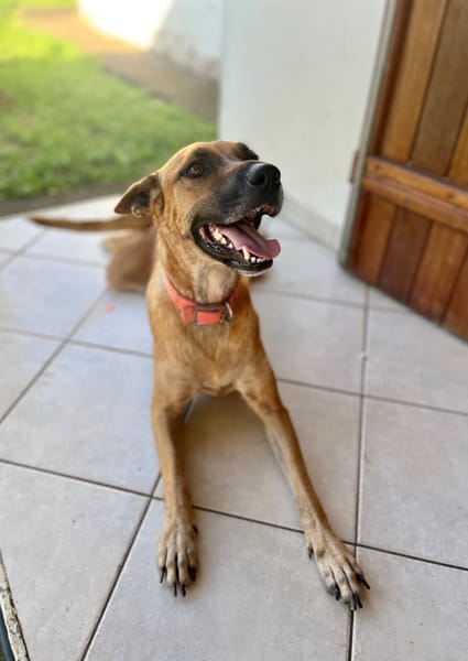 Oona, femelle croisée chien de berger belge, née le 01/07/2024