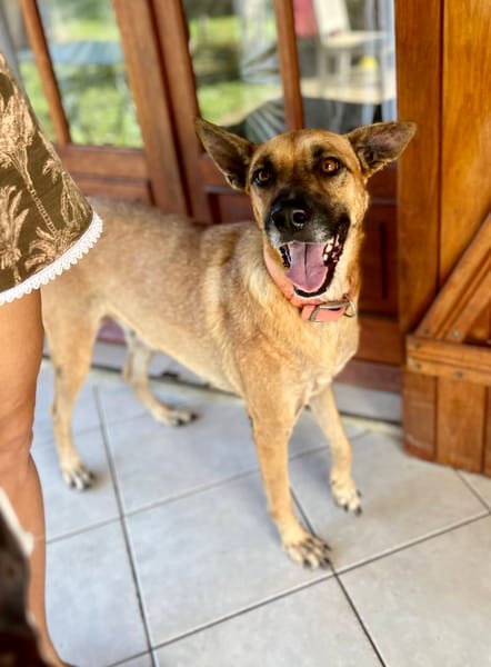 Oona, femelle croisée chien de berger belge, née le 01/07/2024