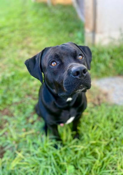 Tito, mâle croisé berger, né le 10/02/2022 🐶