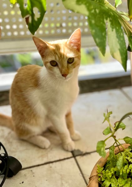 🐾 Bennington, femelle X européen née le 05/09/2025 🐱