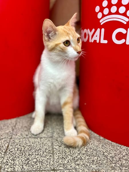 🐾 Bennington, femelle X européen née le 05/09/2025 🐱