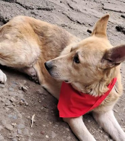 Spencer - Gentleman mit Herz