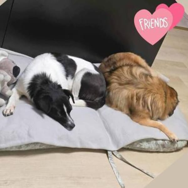 Kleine fröhliche Junghündin Sunny