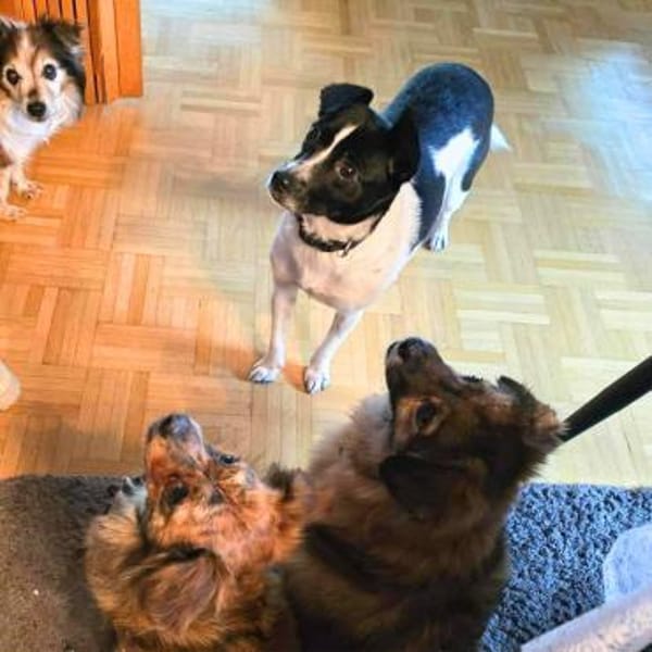 Kleine fröhliche Junghündin Sunny