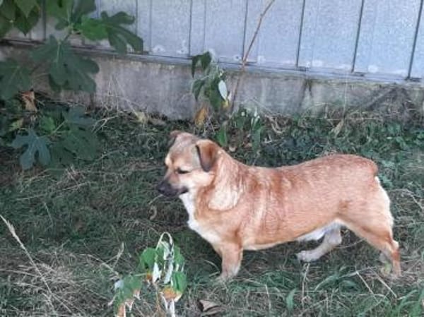 verschmuster Charlie sucht sein Zuhause!