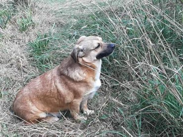 verschmuster Charlie sucht sein Zuhause!