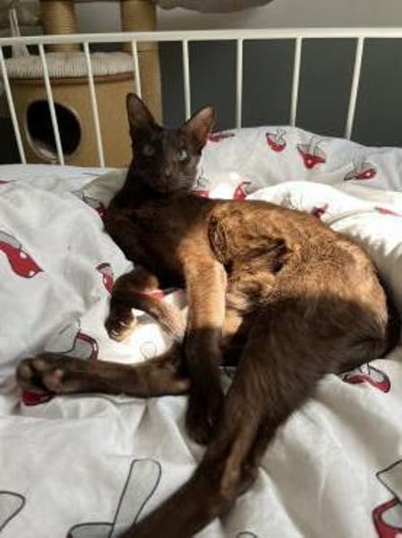 Ori und Feivel - Stapelkater