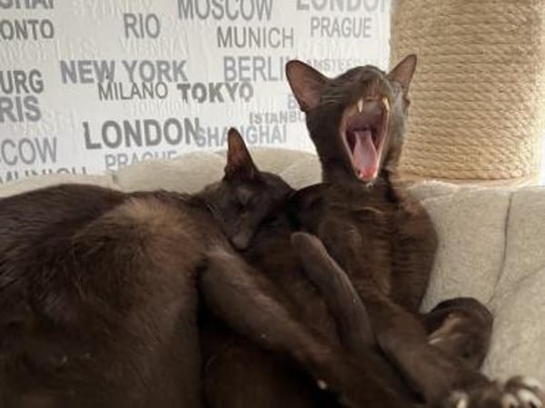 Ori und Feivel - Stapelkater