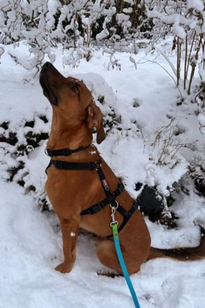 Notfall LASKOin 22559 Hamburg!