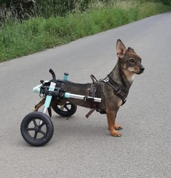 besondere Kara mit viel Herz