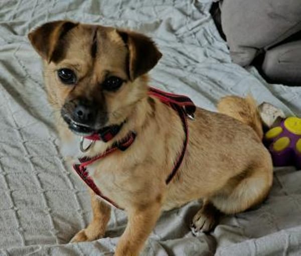 Menschenbezogene CELIA...