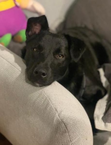 LUNA -auf der Suche nach Geborgenheit!