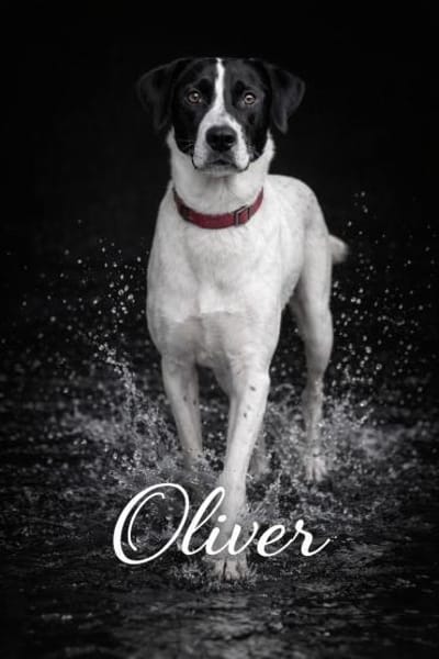 Oliver 💚💚💚 braucht neues Zuhause