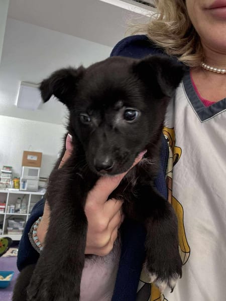 LILLIE 🐾❤ca. 4 Monate unser Christkind