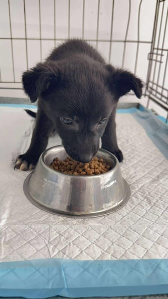 LILLIE 🐾❤ca. 4 Monate unser Christkind