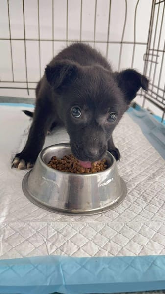 LILLIE 🐾❤ca. 4 Monate unser Christkind