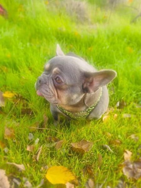 Französische Bulldogge Giselle