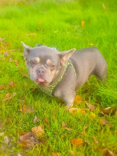 Französische Bulldogge Giselle