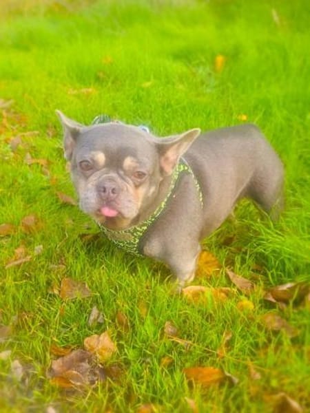 Französische Bulldogge Giselle