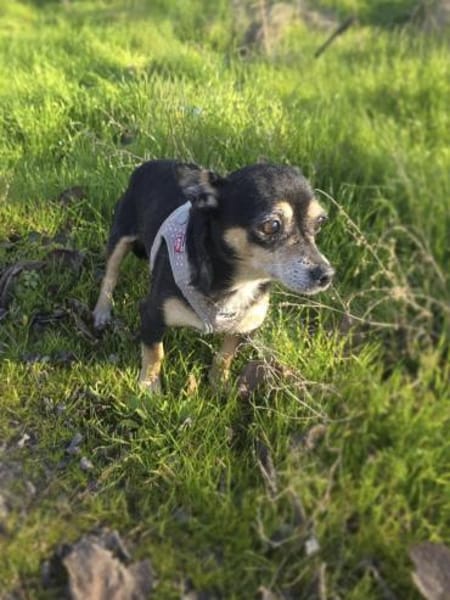 Betty ein kleines Pinschermixmädchen