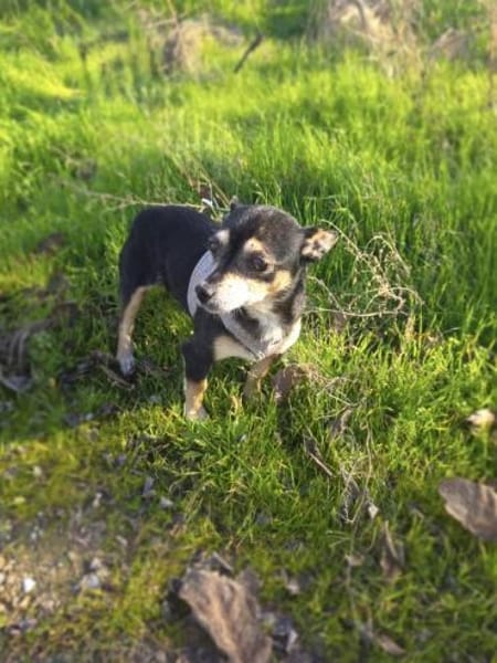 Betty ein kleines Pinschermixmädchen