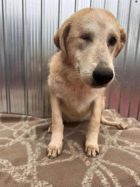 ISIS ❤🐾 hatte 100 Schutzengel