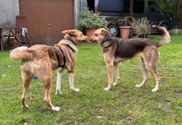 Andorra - freundlich, verträglich - in D